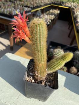 Hildewintera aureispina
